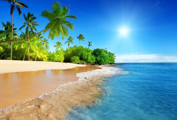 Солнце море и пальмы фон