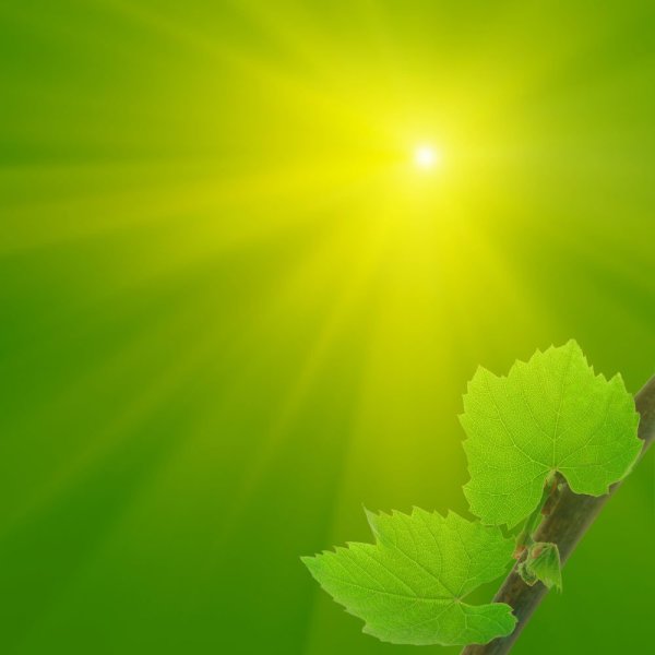 Зеленое солнце