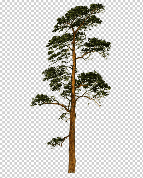 Сосна дерево