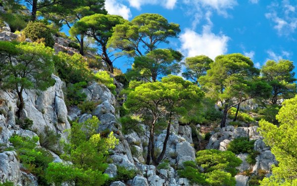 Высокогорные деревья Крыма