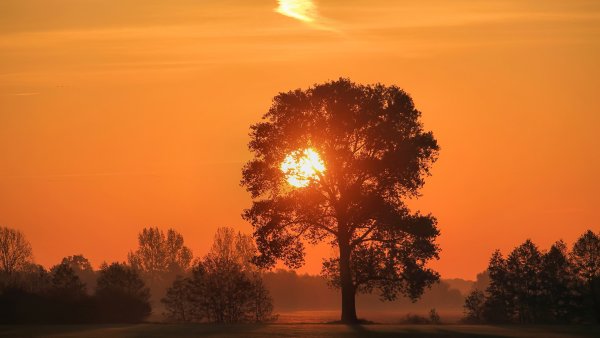 Дерево на Восходе