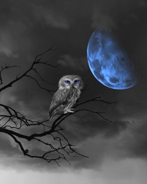 Ночь Луна Сова