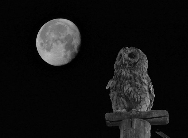 Ночь Луна Сова