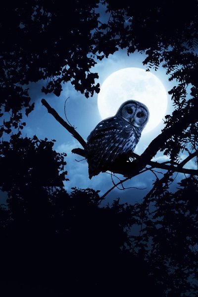 Сова на дереве ночью