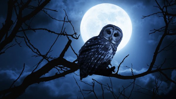 Найт Оул (Night Owl)