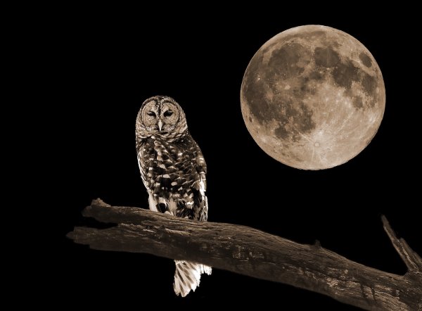 Ночная Сова.(Night Owl).1993