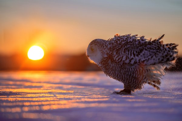 Зима птицы солнце