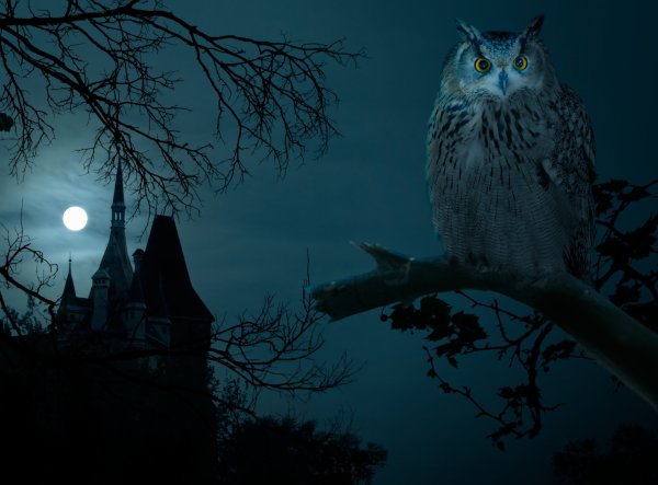 Ночная Сова.(Night Owl).1993