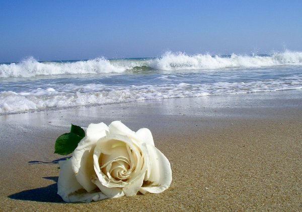 Букет роз на фоне моря