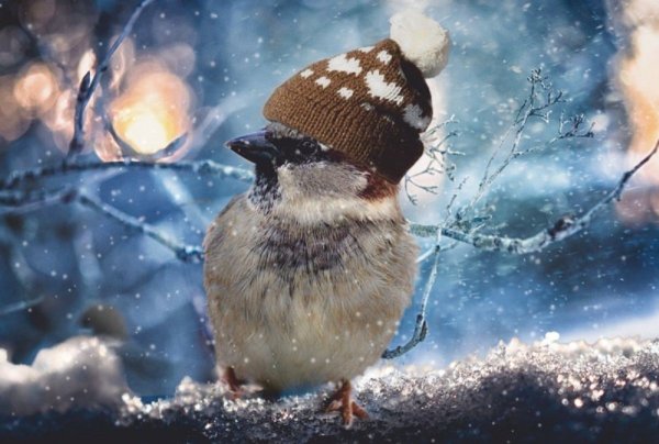 Замерзшая птица