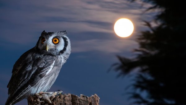 Найт Оул / ночная Сова (Night Owl)