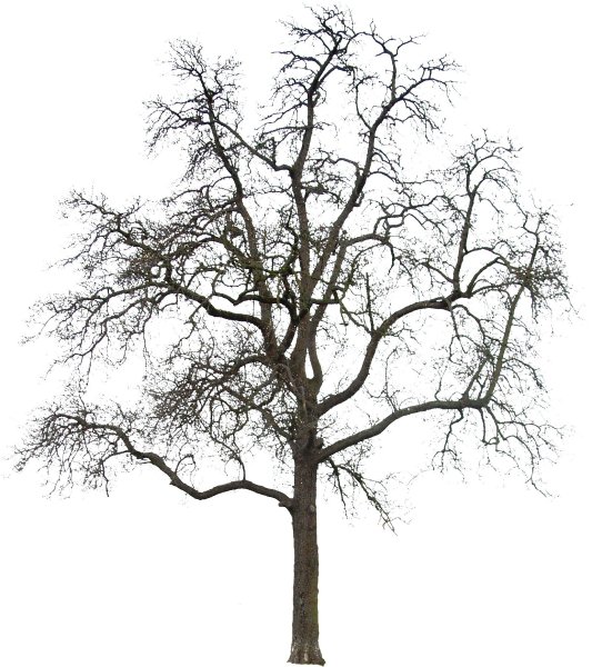 Старое дерево на белом фоне