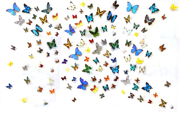 Мелкие бабочки