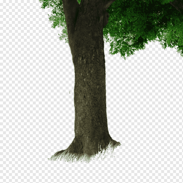 Дерево на белом фоне