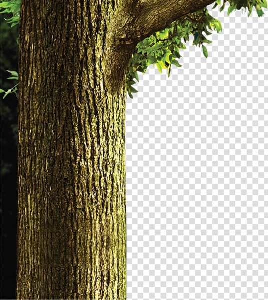 Ствол дерева для фотошопа