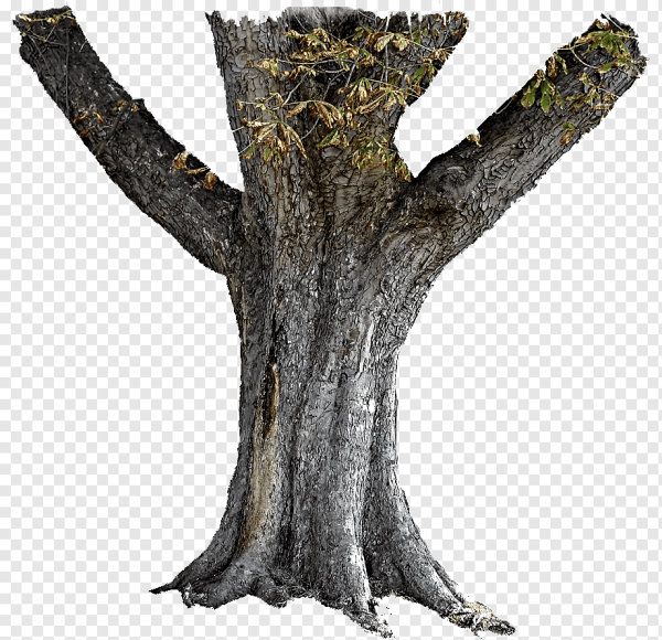 Дерево с широким стволом