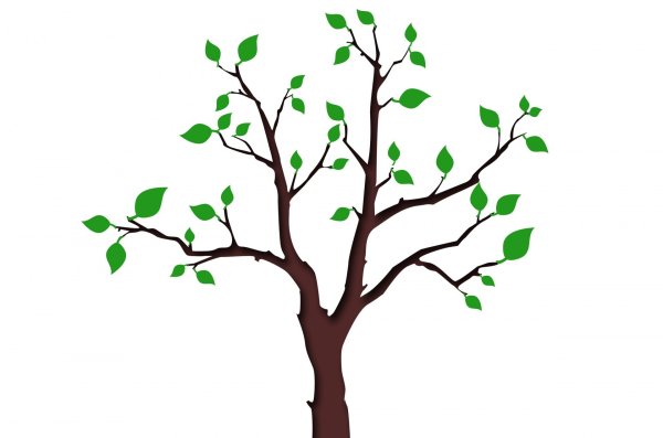 Лист дерева на прозрачном фоне