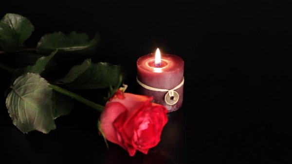 Светлая память розы