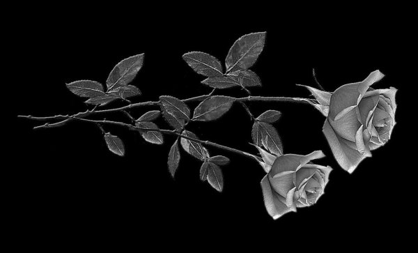 Розы на граните гравировка