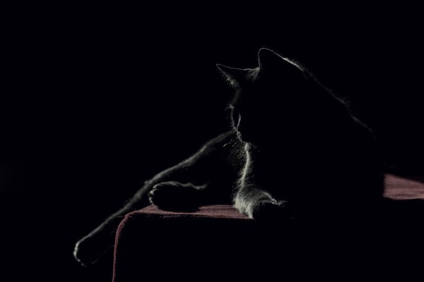 Светлый кот на черном фоне