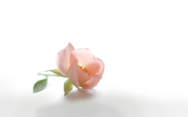 Светло розовые цветы на белом фоне