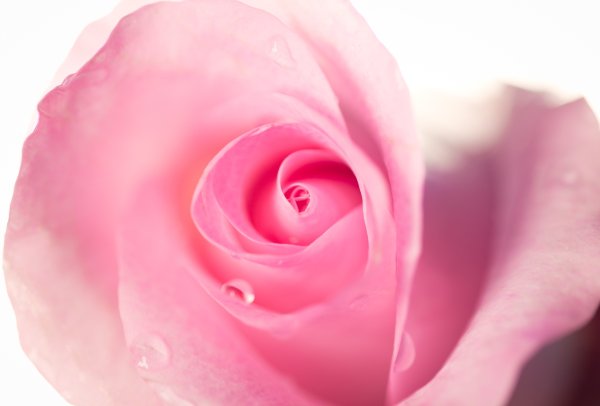 Бледно розовые цветы