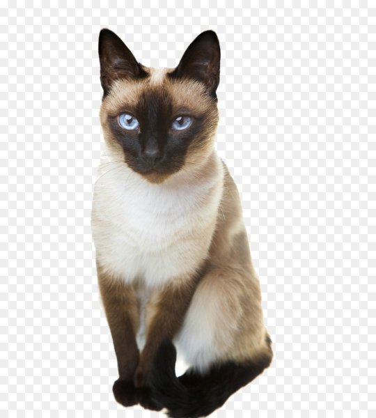 Сиамская кошка на белом фоне