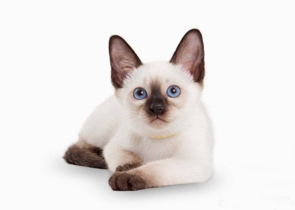 Тайский сиамский кот белый