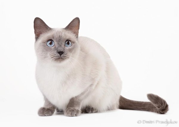 Лайлак-Пойнт тайская кошка окрас