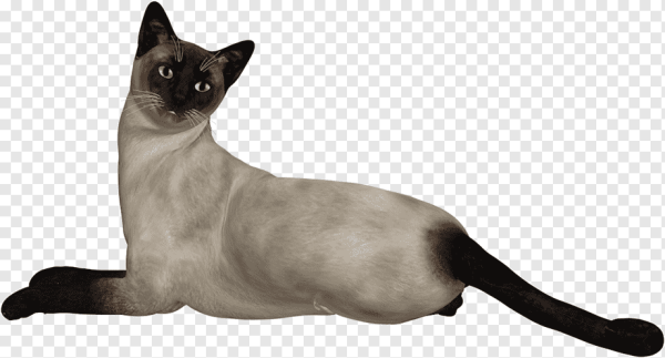 Сиамская кошка на прозрачном фоне