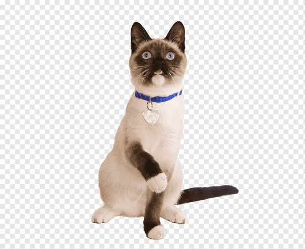 Тайская короткошерстная кошка