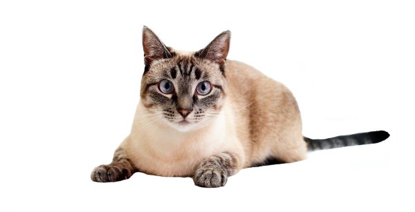 Тайский кот на белом фоне