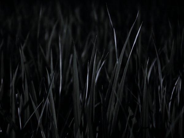 Темная трава на черном фоне