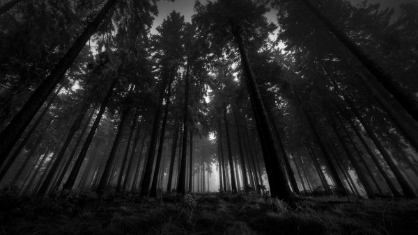 Черно белый лес