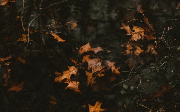 Осенний фон темный