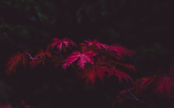 Бордовые листья