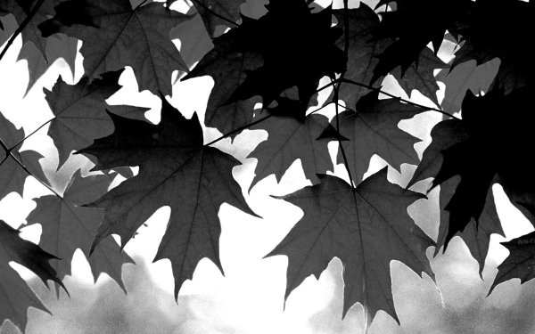 Черно белая осень