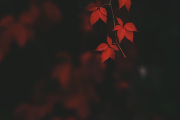 Красный лист на темном фоне