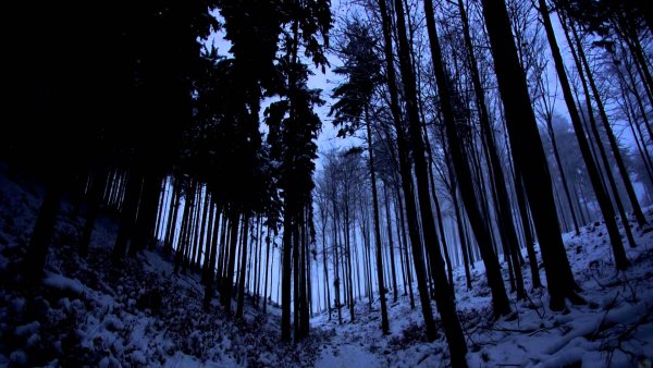 Темный фон зимний лес