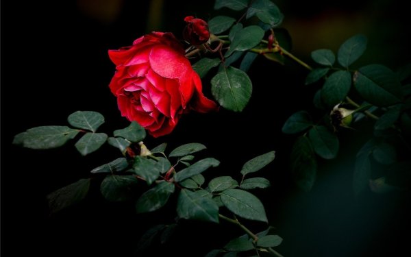 Роза Rosso scuro