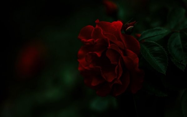 Роза бордовая