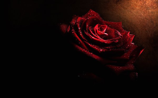 Красивые розы на темном фоне