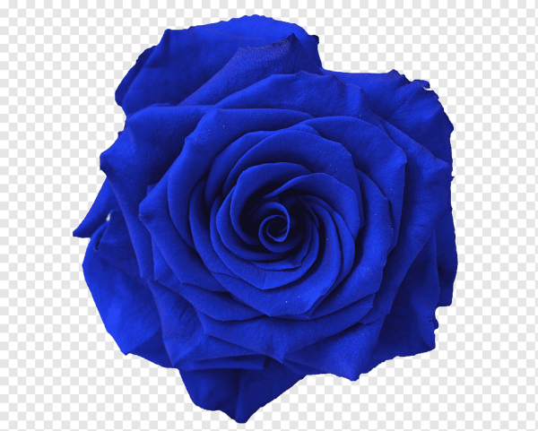 Темно синие цветы на белом фоне