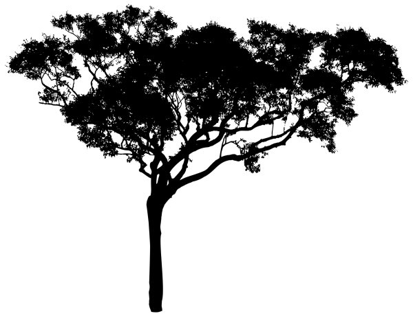 Силуэт дерева