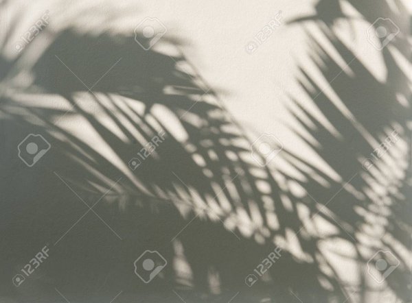 Тень от листьев пальмы