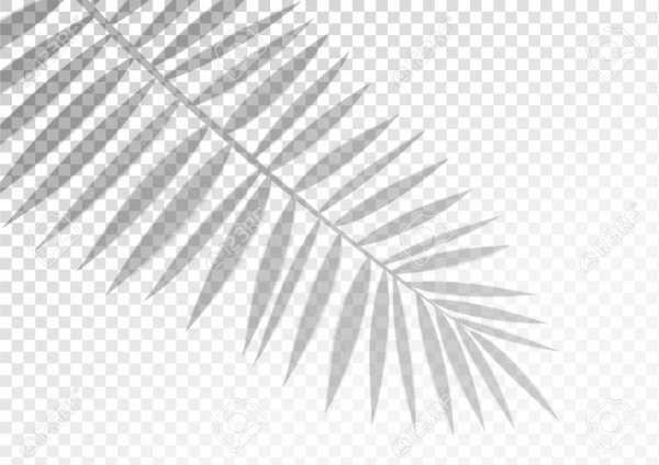 Тень от листа пальмы