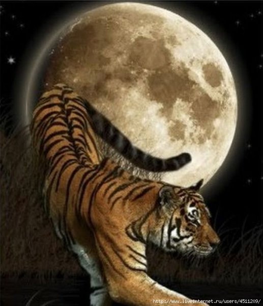 Лунный тигр