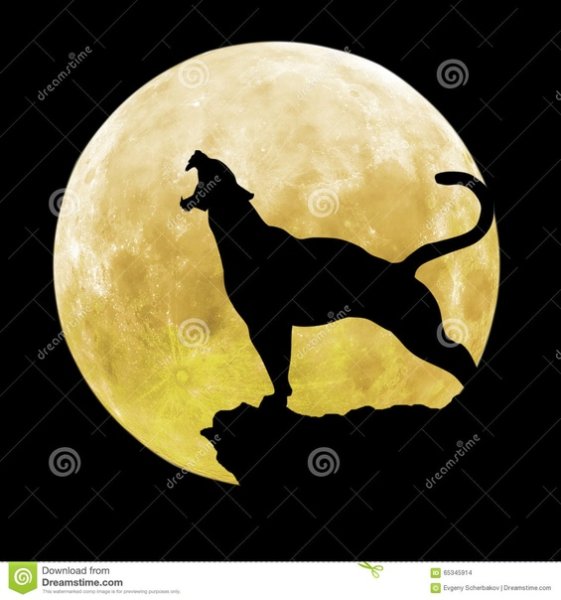 Пантера на фоне Луны
