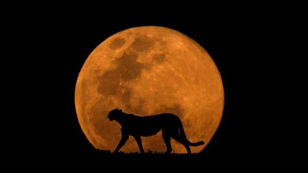 Силуэт пантеры на фоне Луны