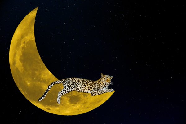Леопард Луна